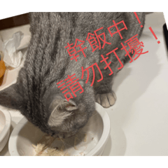 Ro Ro日常用語