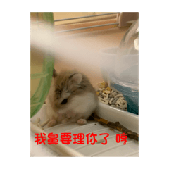 萌鼠鼠