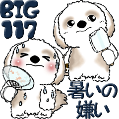 [Big] Shih Tzu dog 117 (I hate the heat)