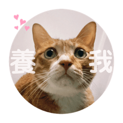 Siao Guang Cat