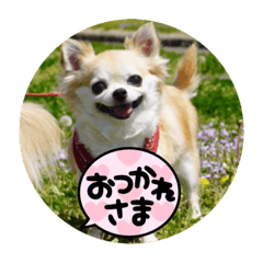 sakura_20230528212828