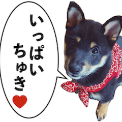 Shiba Inu Tant