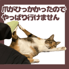 まだらのねこ2