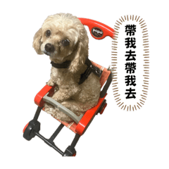 你好❤️我叫蛋黃