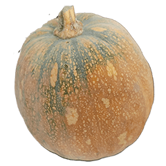 Food Series : Some Pumpkin (SQUASH) #2