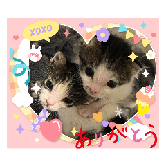 おちゃねこスタンプ(⁠◍⁠•⁠ᴗ⁠•⁠◍⁠)