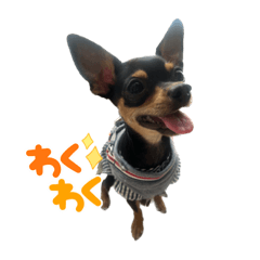 mayu_chihuapin_belle2