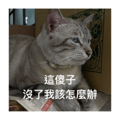 大肥與小肥的動物朋友