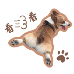 全糖女孩