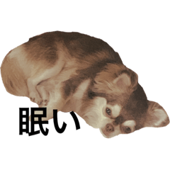 Alice  can