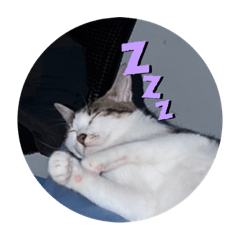 快來快來要開始囉噠噠噠