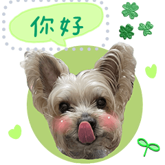 提米泡芙閒話家常