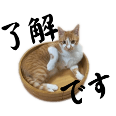 saori_20230530115331