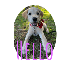 大家好我叫哆哆