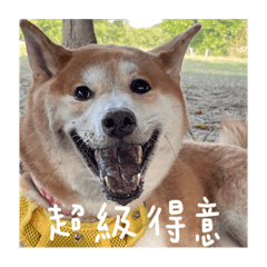 綜藝柴犬