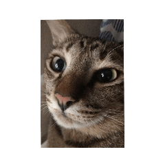 Charbon the cat image emoji reaction