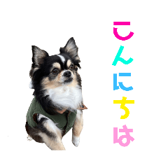 蓮＆詩(Ｖｅｒ．5)犬  ワンコ チワワ MIX