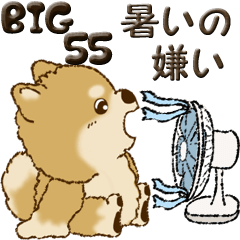【Big】柴犬・ちゃちゃ丸 55『暑いの嫌い』