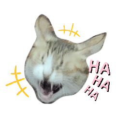 名為小乖的貓
