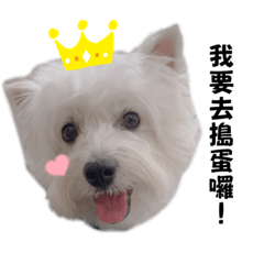 Westie梅西日常2