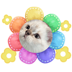 Shiro Pan Chan
