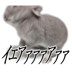 Rabbit Chamaru