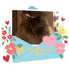 Anna&Cats Enchanted by cat!!