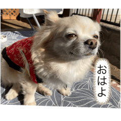 tonton_20230531230549