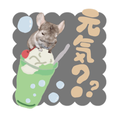 tanuki_20230601120521
