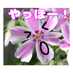 お花ししましょ