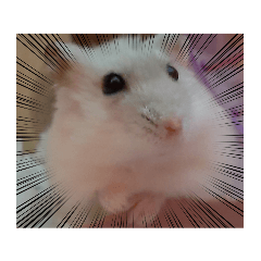 小小白の超可愛貼圖