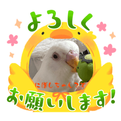 tomo_20230531191148 budgie ``Niboshi''