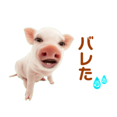 Pig_20230601162618