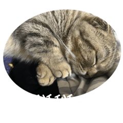 芝麻包-1 （日常篇）