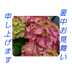 WhitePearl【紫陽花】縦·横　夏の挨拶