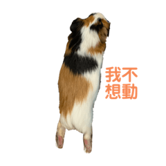 夢幾陳的一天