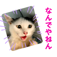 保護猫カフェ らっくら家④