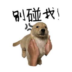 汪吉森七七