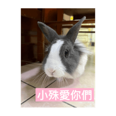 小殊寶寶
