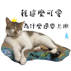 熊熊&雞蛋花&糖糖