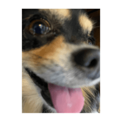 sakura_20230603013124