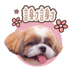 西施屆美男子