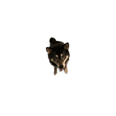 Shiba_shiba_dog_dog