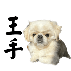 pekingese chai