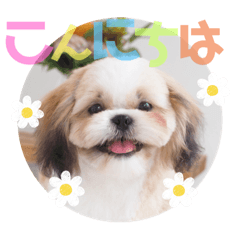 tom_20230602230656