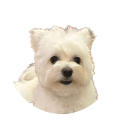 nozomi_20230603163820