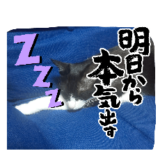 sakura_20230603155838