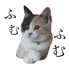 家のねこです