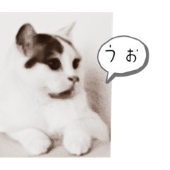 Omochi_20230603174335