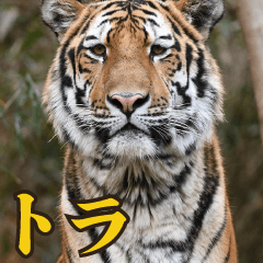 friends of the zoo(tiger)2